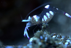 Ancylomenes magnificus