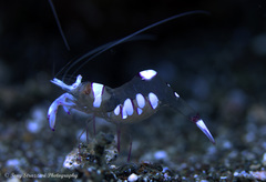 Ancylomenes magnificus