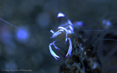 Ancylomenes magnificus