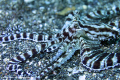 Thaumoctopus mimicus