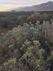 Tetradymia stenolepis