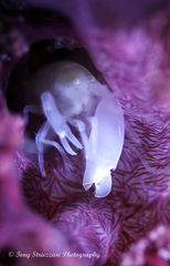 Synalpheus neomeris