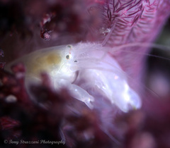 Synalpheus neomeris