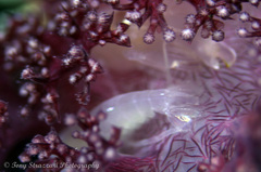 Synalpheus neomeris