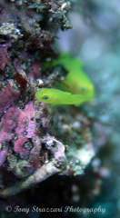 Lubricogobius exiguus