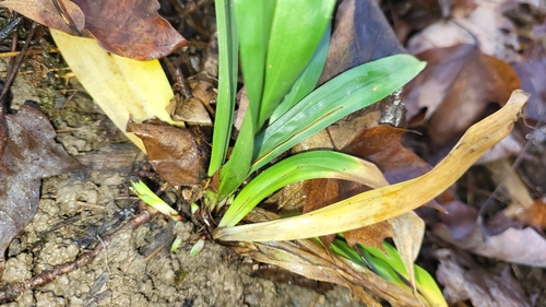Image of White Bear Sedge (Carex albursina) by no rights reserved