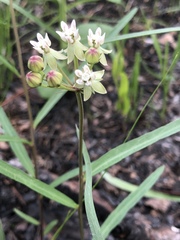 Asclepias michauxii