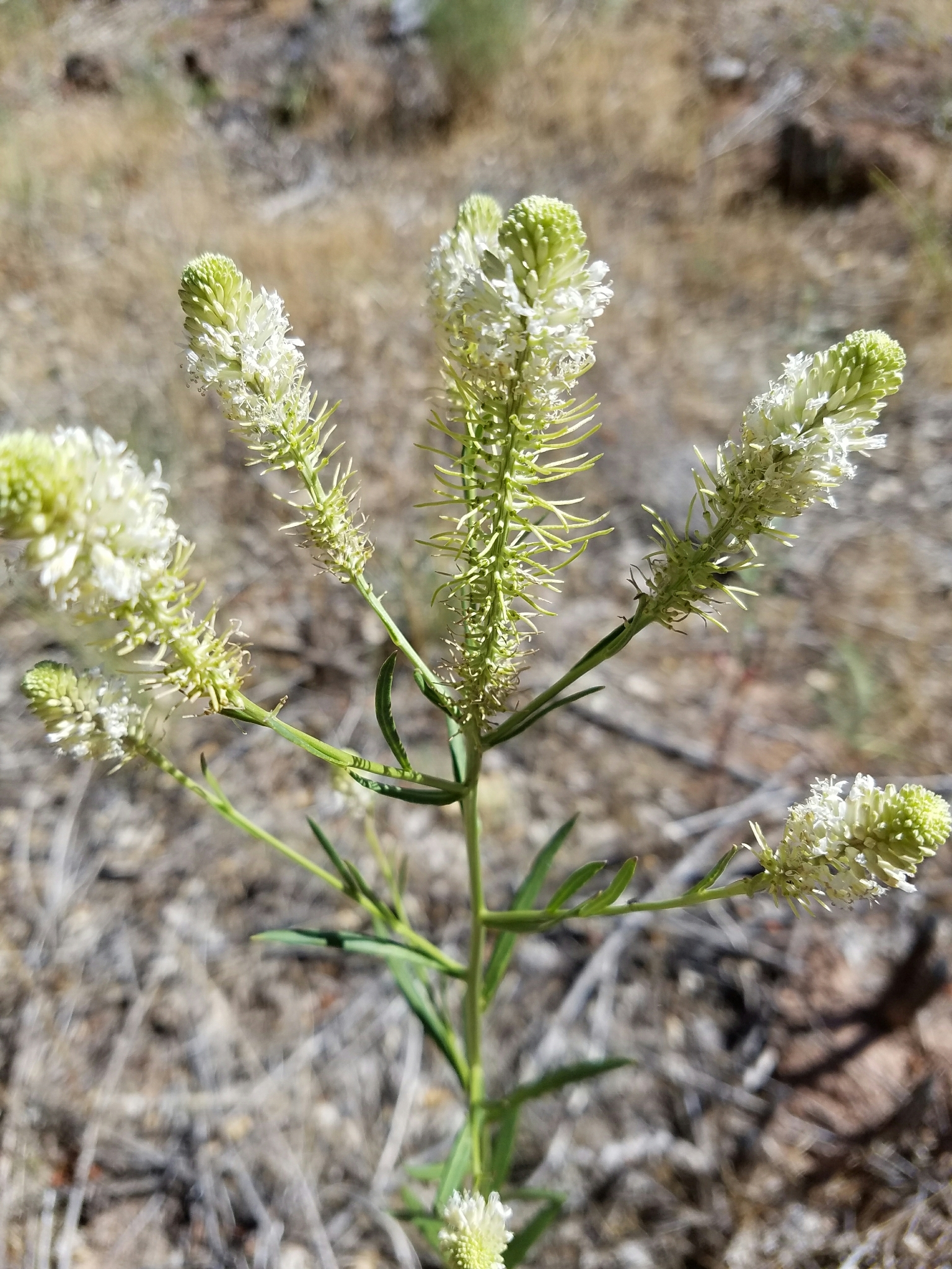 Thelypodium integrifolium