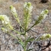 Thelypodium integrifolium - Photo (c) Mike Bell, algunos derechos reservados (CC BY-NC), uploaded by Mike Bell