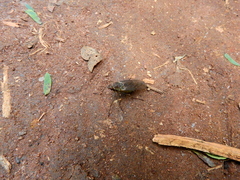 Chiromyzinae