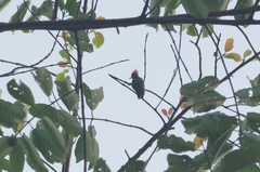 Hemicircus concretus