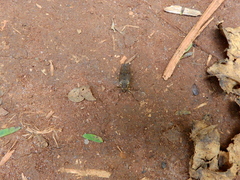 Chiromyzinae
