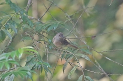Rubigula erythropthalmos