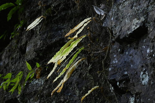 Oleandra wallichii (Oleandra wallichii)