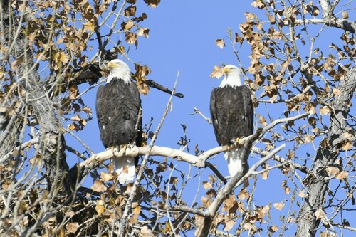 Bald Eagle photographed in Colorado