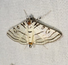 Conchylodes concinnalis