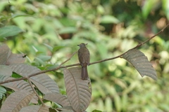 Rubigula erythropthalmos