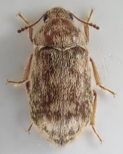 Xerasia grisescens photo 4