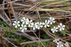 Pyxidanthera barbulata
