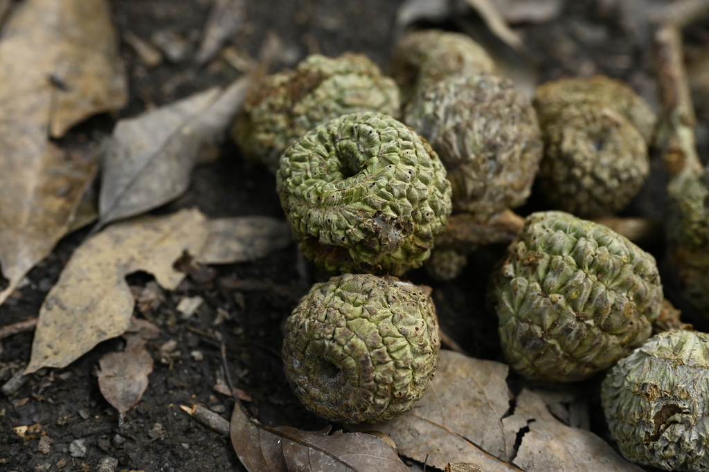 Lithocarpus lepidocarpus