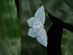 Leucodrepana serratilinea