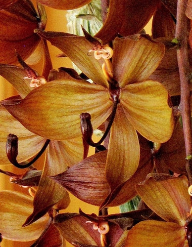 Cooper's Swan Orchid