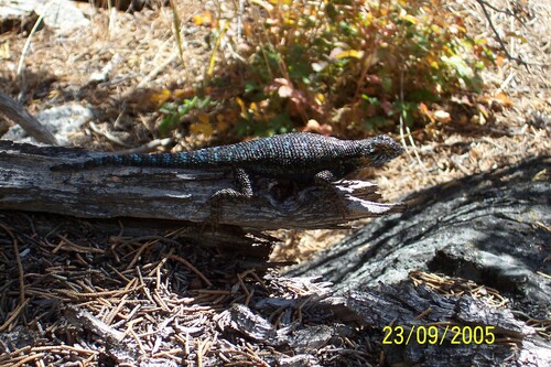 iNaturalist observation photo of Western Fence Lizard