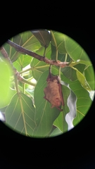 Myotis formosus flavus