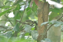 Malacopteron cinereum