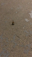 Tachycines asynamorus