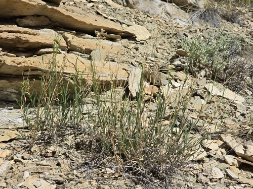 Uinta Basin Snakeweed (Gutierrezia pomariensis)