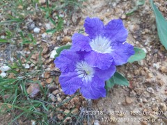 Ruellia lactea