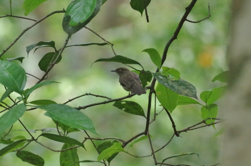 Pycnonotus simplex