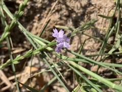 Verbena simplex