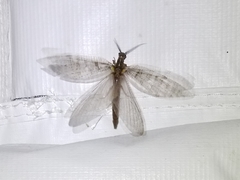 Chauliodes
