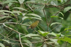 Kurochkinegramma hypogrammicum