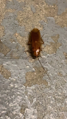 Shelfordella lateralis