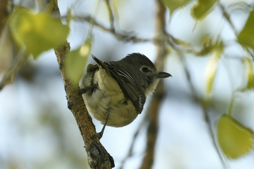 Northern Plumbeous Vireo