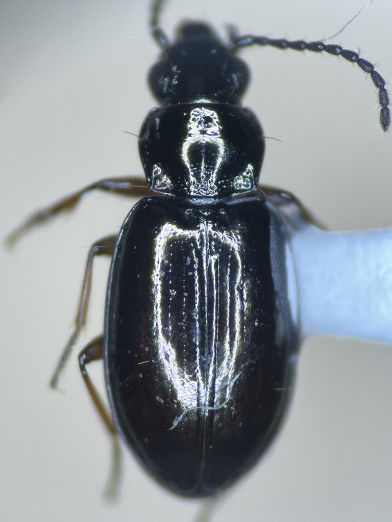 Lionepha casta