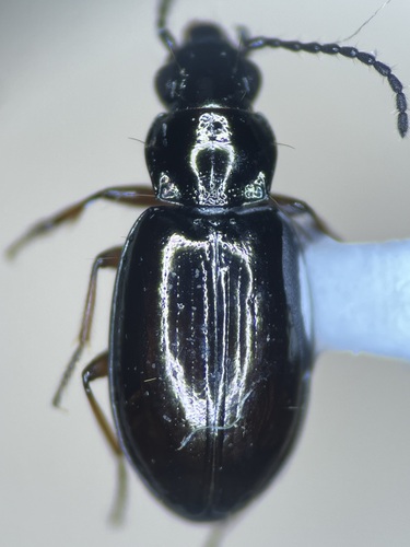 Bembidion castum
