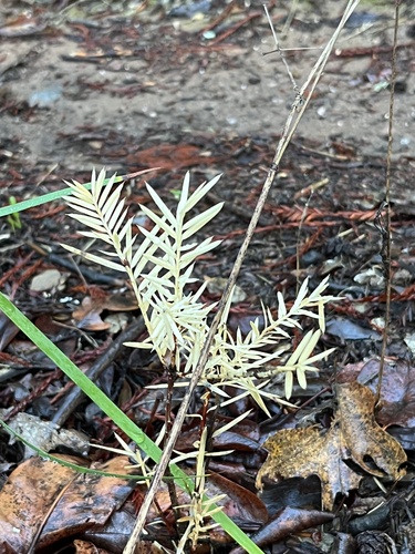 Torreya californica, photographed by an iNaturalist contributor