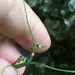 Carex granularis haleana - Photo (c) Jeff Skrentny,  זכויות יוצרים חלקיות (CC BY-NC), הועלה על ידי Jeff Skrentny