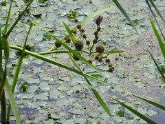 Sparganium eurycarpum