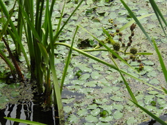 Sparganium eurycarpum