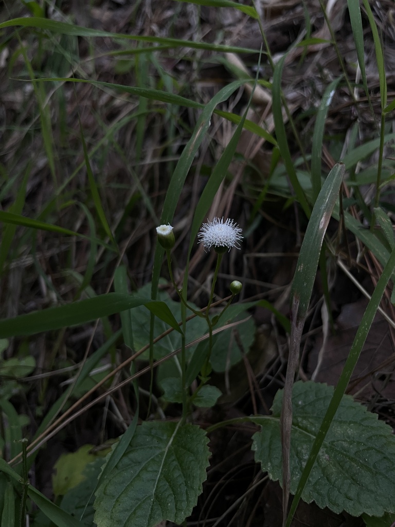 Ageratina muelleri