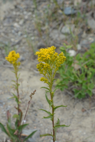 Missouri goldenrod (Solidago missouriensis)