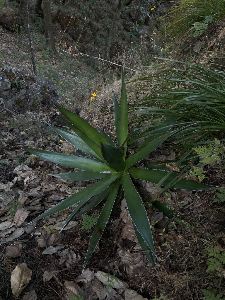 Agave garciaruizii
