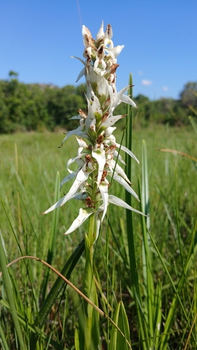 Whitebract Satyre