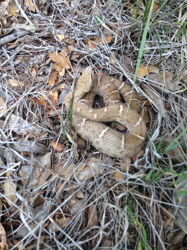 Photo of a Ridge-nosed Rattlesnake (Crotalus willardi)