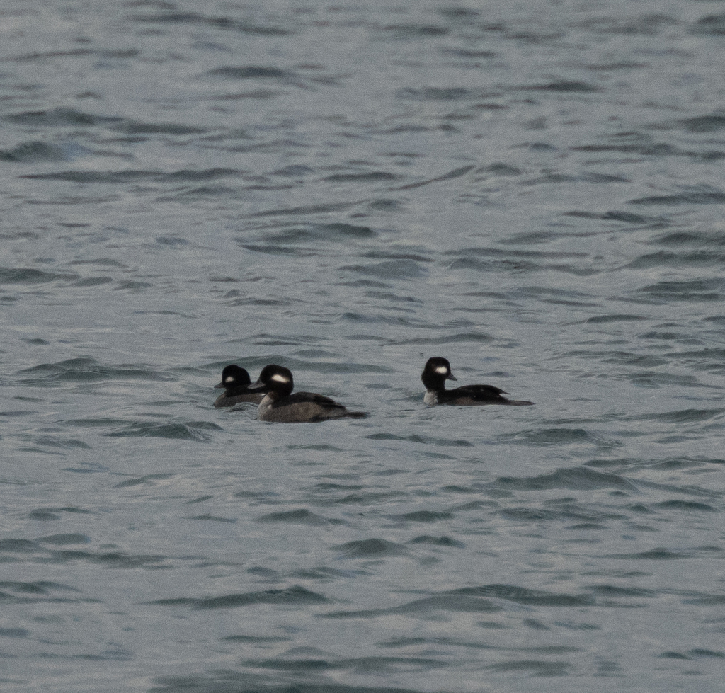 Bufflehead from Tsawwassen, Delta, BC, Canada
